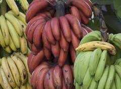 Red Banana Benefits : पिवळ्या केळ्यांपेक्षा लाल केळ्यांमध्ये पोषणतत्त्वे जास्त, जाणून घ्या लाल केळी खाण्याचे फायदे!