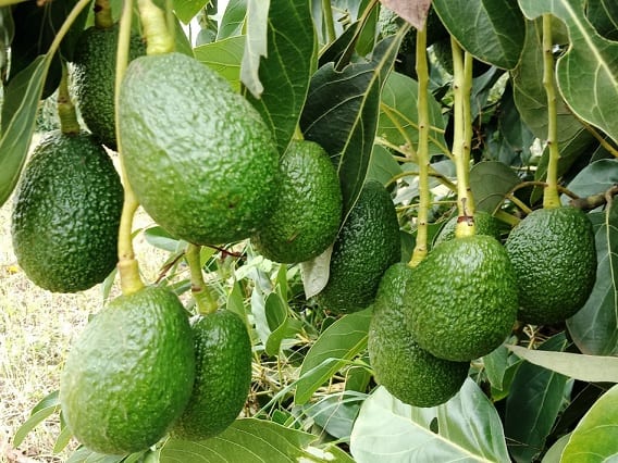 Fruit Farming : Do Avocado Farming Every Month You Will Earn Big Fruit Farming : કરો આ વિદેશી ફળની ખેતી, થશે રૂપિયાનો વરસાદ