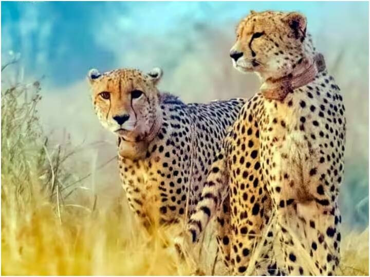 Kuno National Park Management Shift male cheetah and female cheetah Sheopur Madhya Pradesh Kuno National Park: नर चीता पवन और मादा चीता नाभा बड़े बाड़े में शिफ्ट, हेल्थ चेकअप के बाद प्रबंधन ने किया ट्रांसफर