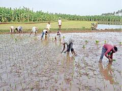 Thanjavur: பாபநாசம் பகுதியில் விவசாயப்பணிகளில் ஈடுபடும் மேற்கு வங்க பெண் தொழிலாளர்கள்