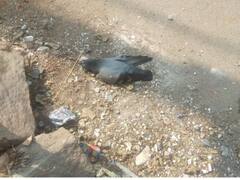 रोड पर दिखे घायल पक्षी को बचाना चाहती थी महिला लेकिन इस चक्कर में हो गया 1 लाख रुपये का फ्रॉड, कैसे?