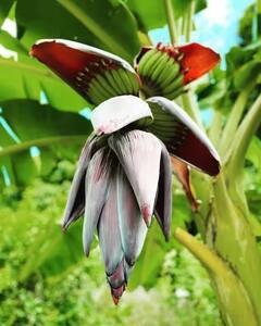 કેળાથી પણ વધુ ફાયદાકારક છે તેના ફૂલ....જાણી લો તેના ફાયદા