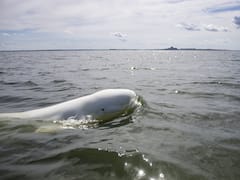 Suspected Russian Spy Beluga Whale Reappears Off Sweden's Coast