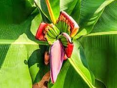 કેળાથી પણ વધુ ફાયદાકારક છે તેના ફૂલ....જાણી લો તેના ફાયદા