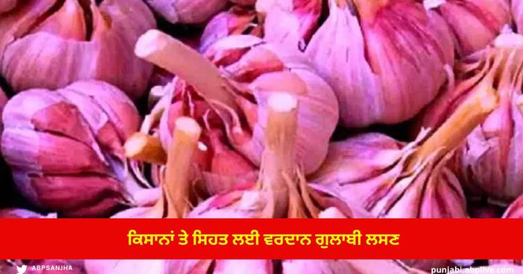 Pink Garlic Cultivation you will be Surprised to know its Specialty and benefits Pink Garlic : ਕਿਸਾਨਾਂ ਤੇ ਸਿਹਤ ਲਈ ਵਰਦਾਨ ਗੁਲਾਬੀ ਲਸਣ...ਖਾਸੀਅਤ ਤੇ ਫਾਇਦੇ ਜਾਣ ਕੇ ਰਹਿ ਜਾਓਗੇ ਹੈਰਾਨ