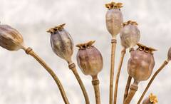Poppy Seeds Benefits: স্বাদে-গন্ধে অতুলনীয়, আরও অনেক গুণ পোস্তর, সুস্থ থাকতে ডায়েটে রাখুন অবশ্যই