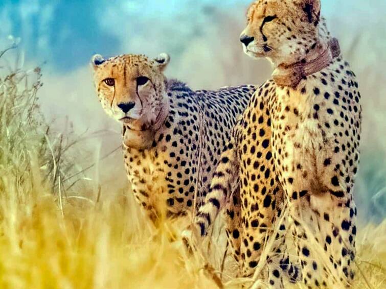 Madhya Pradesh kuno national park african cheetah injured afte fight with namibian cheetah ann Kuno National Park: वर्चस्व की लड़ाई में भिड़ गए दक्षिण अफ्रीका और नामीबिया के चीते!, अस्पताल में भर्ती