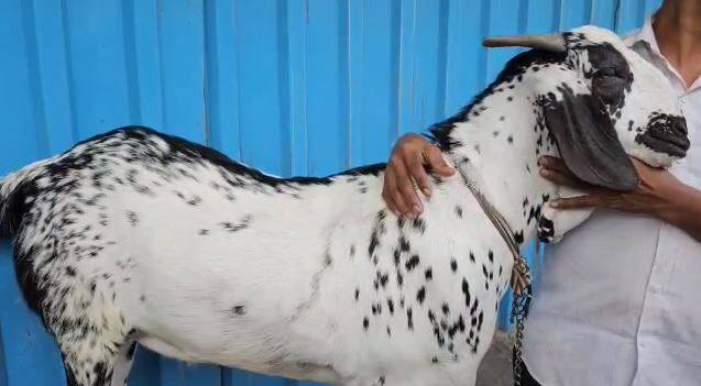 शेरुला फक्त दोन दात असून त्याचं वजन 100 किलो इतकं आहे.