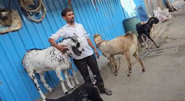 त्यामुळेच मालकाने या बोकडाची किंमत 1 कोटी 12 लाख 786 रुपये इतकी ठेवली आहे.