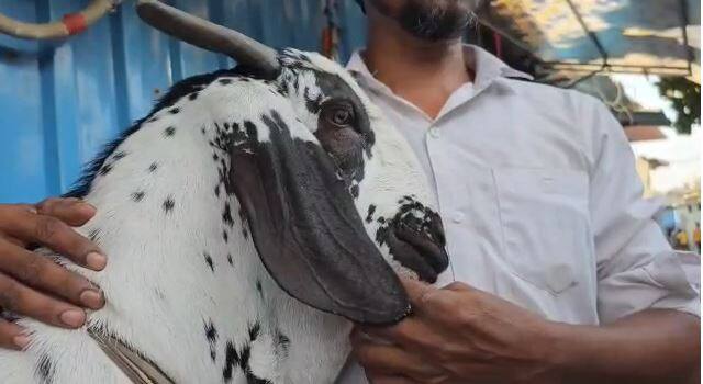 या बोकडाचं नाव शेरु आहे.