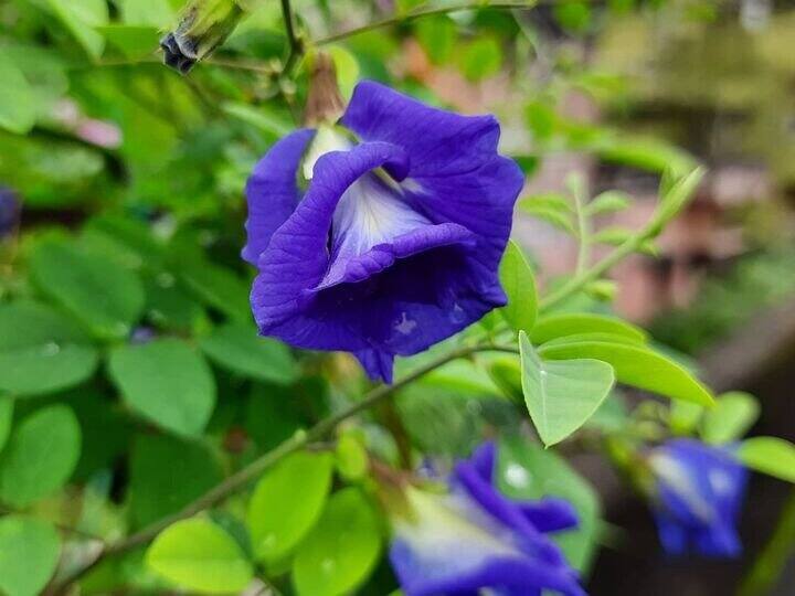 This blue flower can control BP and weight. If you include it in your diet, you will get full benefit.