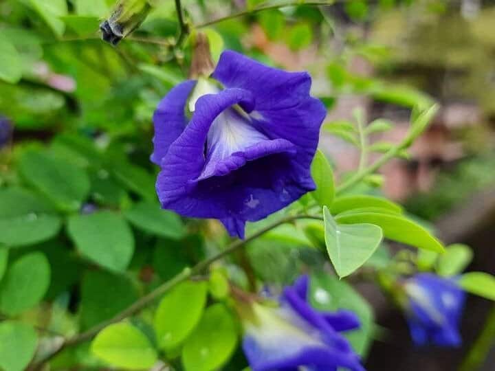 ये नीला फूल कंट्रोल कर सकता है बीपी औऱ वजन... ऐसे करेंगे डाइट में शामिल तो मिलेगा पूरा फायदा
