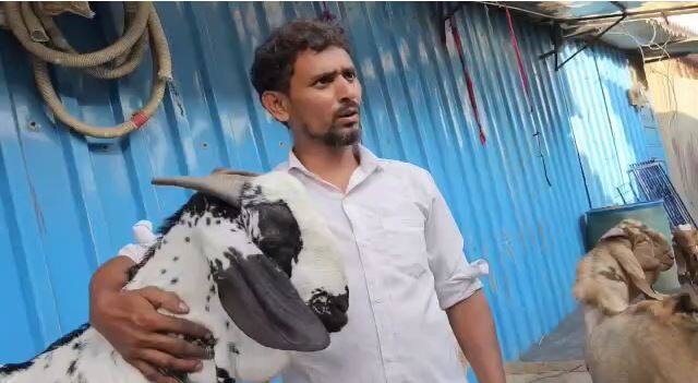 या पैशांतून गावी मदरसा बांधण्याचं बोकड मालकाचं स्वप्न आहे.