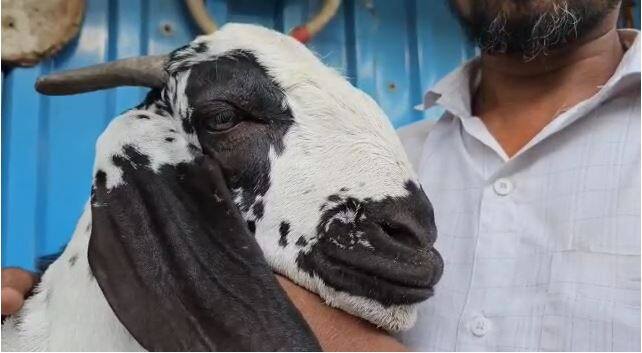 त्याच्या घरच्या बकरीला दीड वर्षांपूर्वी एक पिल्लू झालं, त्याचं नाव शेरु असं ठेवलं.