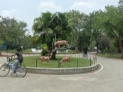 తిరుపతి ఎస్వీ జూపార్క్‌లో పులి పిల్ల‌ మృతి - లంగ్స్, కిడ్నీ ఫెయిల్ కావడమే కారణం!