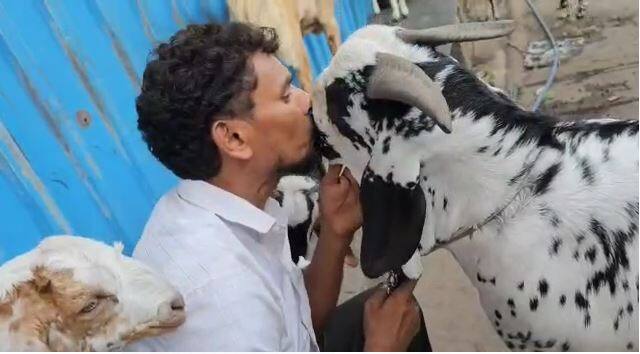 या शेरुला लहानपणापासून अतिशय या प्रेमाने वाढवत शकीलने मोठं केलं.