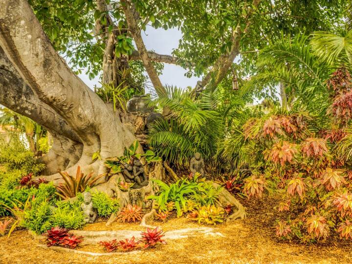 ये हैं दुनिया के अनोखे पेड़... एक की कीमत 25 करोड़ से भी ज्यादा है! Some unique trees in the world know interesting facts about them ये हैं दुनिया के अनोखे पेड़... एक की कीमत 25 करोड़ से भी ज्यादा है!