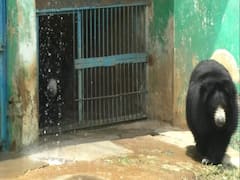 ठंडे फल, पानी का फव्वारा, ठंडा मांस, भीषण गर्मी में मैत्री बाग चिड़ियाघर में विशेष इंतजाम