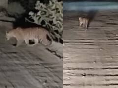 పోలవరం ప్రాజెక్టు పరిసరాల్లో చిరుత సంచారం- కారుకు అడ్డురావడంతో షాకైన కార్మికులు