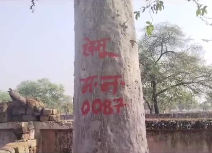 Homeless took such a step on not getting the benefit of PM Awas Yojana ann Chhattisgarh: झोपड़ी जली, मुआवजे के लिए भटका, सिस्टम से हारकर शख्स ने पेड़ पर लिखा मकान नंबर