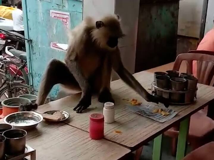 Bhandara Monkey Hoteling Sitting in the dining room, have favourite food every Tuesday Saturday Bhandara News:  भंडाऱ्यात हॉटेलिंग करणारे माकड; ऐटीत बसून मारते नाश्त्यावर ताव, दर मंगळवार, शनिवारी वेळ आणि टेबलही असतो रिझर्व्ह