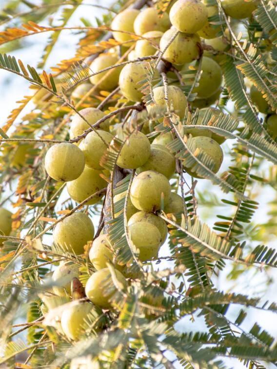 खाली पेट आंवला खाने से कई बीमारियों से मिलता है छुटकारा