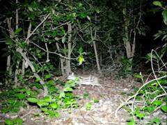 Watch: छत्तीसगढ़ के इस नेशनल पार्क में दिखा दुनिया का दुर्लभ हिरण, कैमरे में कैद हुई तस्वीर