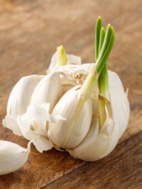 अंकुरित लहसुन खाने से मिलने वाले फायदे