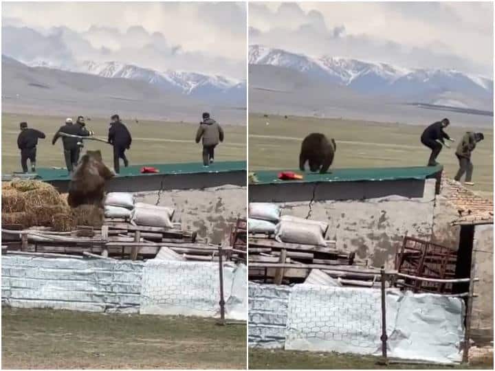 Giant bear seen attacking on people video goes viral इंसानी बस्ती में घुसे विशालकाय भालू ने किया लोगों पर हमला, जान बचा कर भागते नजर आए लोग