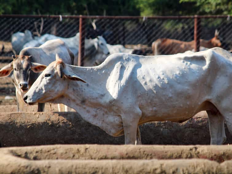 Lumpy Skin Disease Lumpy Skin Disease Detected In Several Villages In Meghalaya 20 Cows Dead In Shillong Lumpy Skin Disease Outbreak In Meghalaya Villages, 20 Cows Dead In Shillong