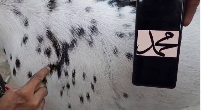 त्याच्या अंगावर अल्लाह तसंच मोहम्मद लिहिलेलं असल्याने शेरुला पाहण्यासाठी स्थानिकांनी मोठी गर्दी केली आहे.