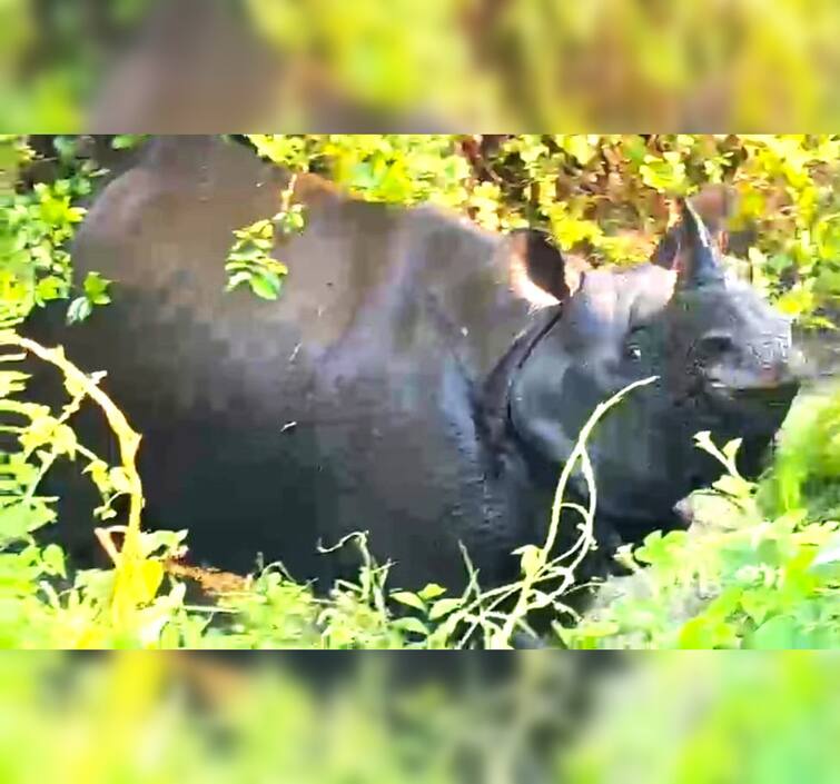 Assam: Rhino Strays Out Of Kaziranga National Park, Sparks Panic In Jorhat Assam: Rhino Strays Out Of Kaziranga National Park, Sparks Panic In Jorhat