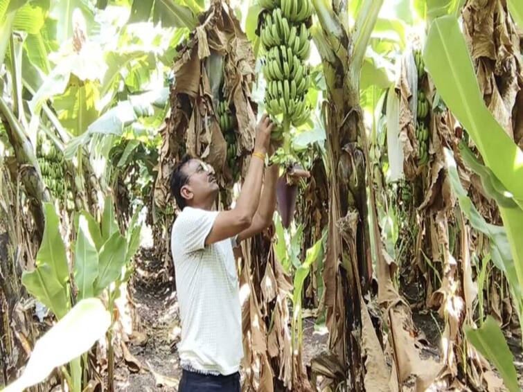 maharashtra news nandurbar news Farmer in Shahada taluka experimented with poison free banana farming Nandurbar News : शेती तीच, शेतकरी तोच, पण शेतीचा पॅटर्न बदलला, अन् शहाद्याच्या शेतकऱ्याचं आयुष्य बदललं!