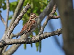 పక్షులను తోలడమే అక్కడ పని- కొన్ని రోజులు ఈ ఉద్యోగం చేస్తే చాలు లక్షాధికారి కావొచ్చు!