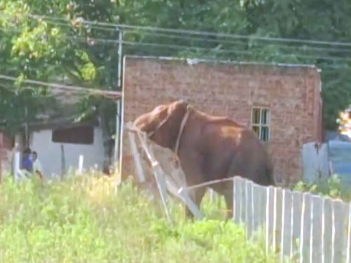 Arikomban Elephant: போக்கு காட்டி வரும்  அரிக்கொம்பன் யானை -  தீவிர கண்காணிப்பில் வனத்துறை