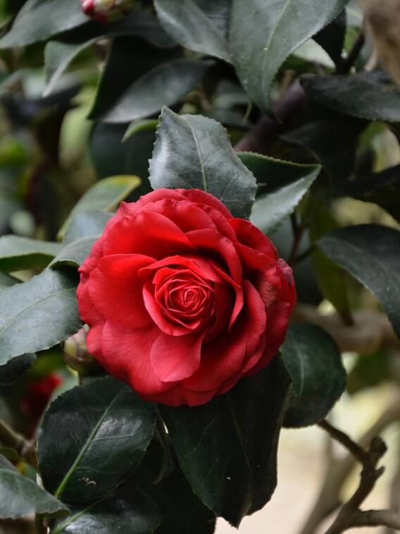 मोटी कमाई के लिए करें गुलाब की खेती