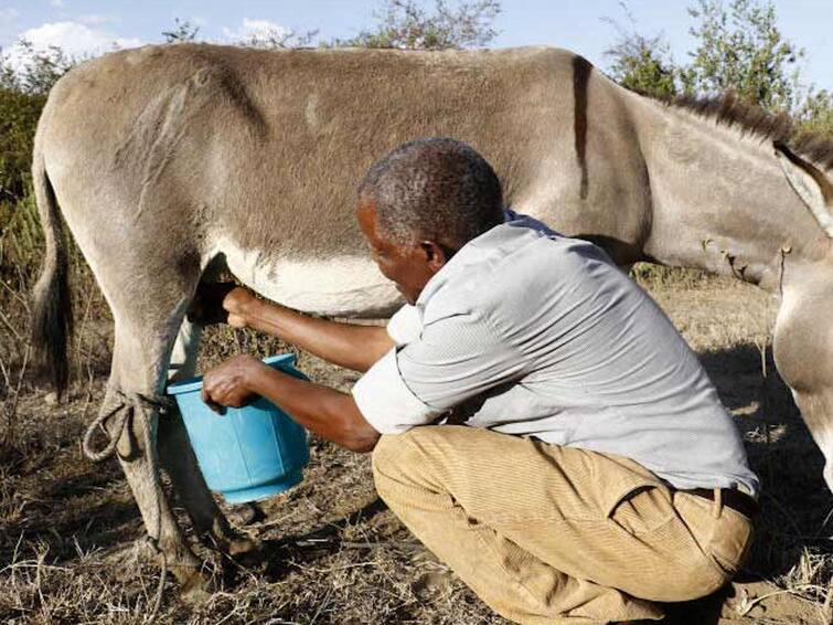 World Milk Day 2023: Know why donkey milk have Huge demand spoonful milk costs 100 rupees Donkey Milk:  गाढविणीच्या दुधाला मोठी मागणी; चमचाभर दुधासाठी मोजावे लागतात 100 रूपये