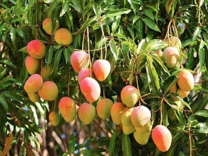Increase in mango yield in Palani Ayakudi Sales are sluggish due to falling prices TNN Mango: பழனி ஆயக்குடியில் மாங்காய் விளைச்சல் அதிகரிப்பு -  விலை வீழ்ச்சியால் விற்பனை மந்தம்