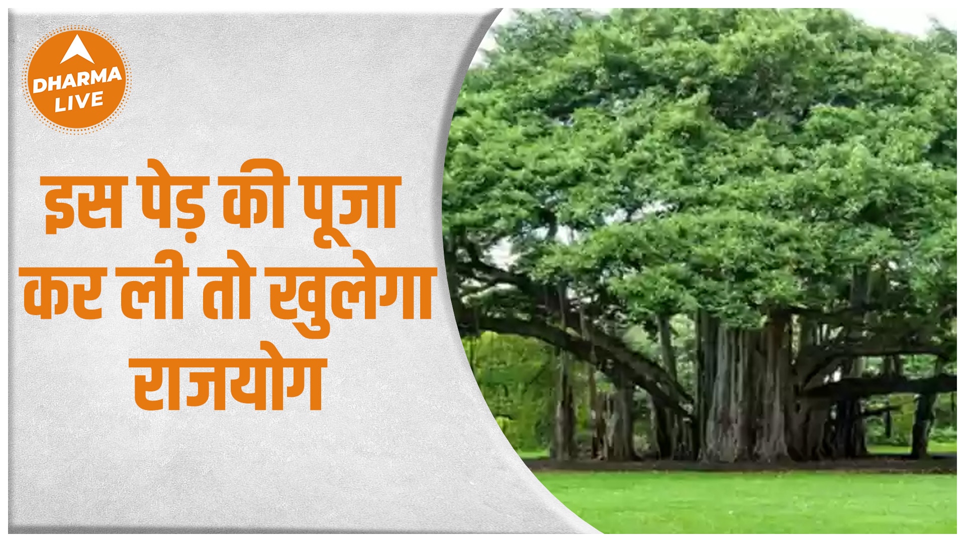 Bodhi Tree In Gaya, Bihar, India Symbol Of Samrat Ashoka