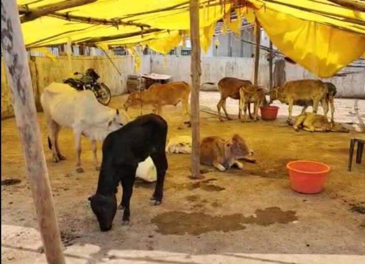 Jagdalpur Lumpy virus two cow deaths in tenn days in Chhattisgarh ANN Chhattisgarh: जगदलपुर के कांजी हाउस में लंपी वायरस का प्रकोप, पिछले 10 दिनों में दो मवेशियों की मौत
