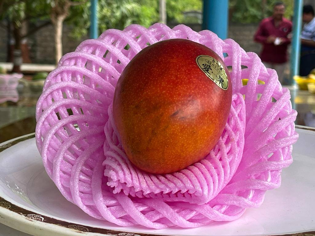 Irwin Apple Miyazaki mango from Japan is priced at half Know what is special Mango: જાપાનની ઈરવિન એપલ મિયાઝાકી નામની કેરીની કિંમત છે અધધ.... જાણો શું છે ખાસિયત