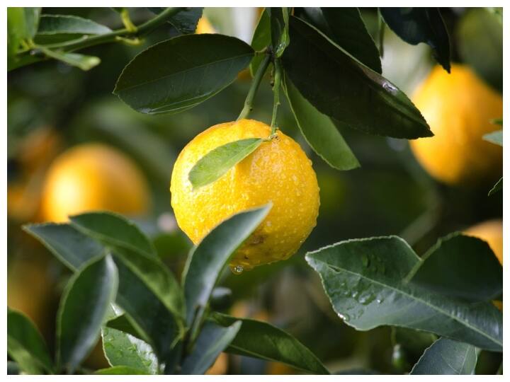 Side Effcts of Lemon: चेहरे पर ज्यादा नींबू रगड़ने से हो सकते हैं ये साइड इफेक्ट्स, बचाव के लिए पढ़ें ये खबर try not to use lemon directly on face it can have side effects Side Effcts of Lemon: चेहरे पर ज्यादा नींबू रगड़ने से हो सकते हैं ये साइड इफेक्ट्स, बचाव के लिए पढ़ें ये खबर