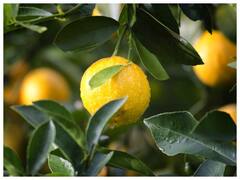 चेहरे पर ज्यादा नींबू रगड़ने से हो सकते हैं ये साइड इफेक्ट्स, बचाव के लिए पढ़ें ये खबर