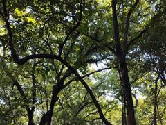 Udaipur: तस्वीरों में देखिए सीतामाता अभ्यारण्य, जहां ऋषि वाल्मीकि के आश्रम में रही थीं मां सीता