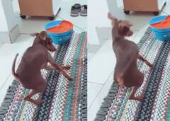 ਢੋਲ ਦੀ ਧੁਨ 'ਤੇ ਕੁੱਤੇ ਨੇ ਕੀਤਾ ਜ਼ਬਰਦਸਤ ਡਾਂਸ , ਵੀਡੀਓ ਦੇਖ ਹੈਰਾਨ ਰਹਿ ਗਏ ਲੋਕ , ਆਪਣੇ ਦੋਸਤ ਦੇ ਵਿਆਹ 'ਚ ਕਰਨ ਲੱਗੇ ਇਨਵਾਈਟ