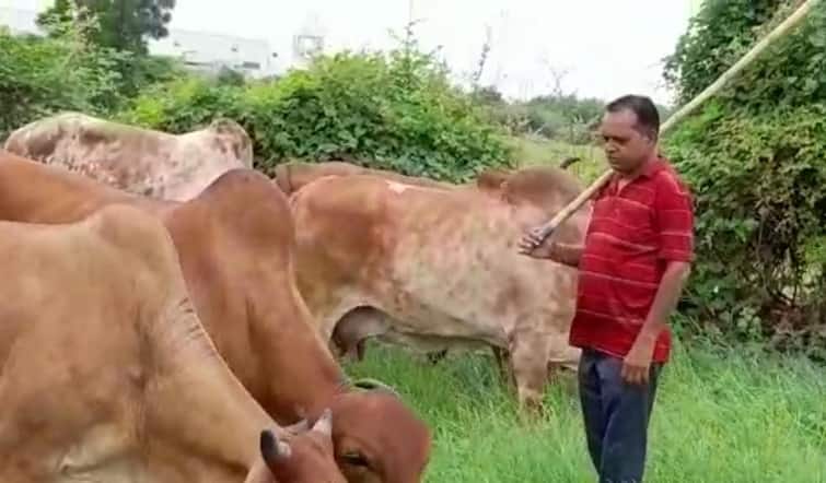 Farmer's Success Story This men  from Shehore village of Detroj Ahmedabad earns 25 lakhs from milk Farmer's Success Story: અમદાવાદના દેત્રોજના શીહોર ગામનો આ પશુપાલક દૂધમાંથી કરે છે 25 લાખની કમાણી