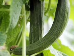 मोटे पेट से हैं परेशान तो इस सब्जी को खाएं...भाप की तरह उड़ जाएगी जिद्दी चर्बी