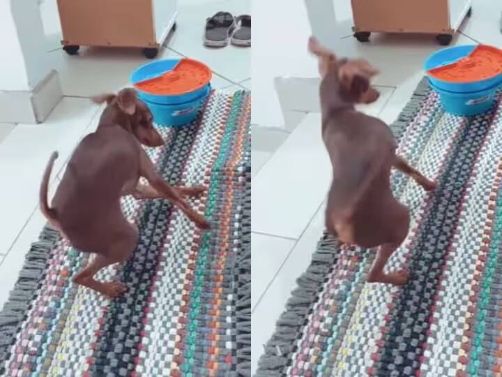 The dog did an amazing dance on the tune of the drum, people were stunned to see the video ઢોલના તાલે કૂતરાએ કર્યો અદભૂત ડાન્સ, વીડિયો જોઈને લોકો રહી ગયા દંગ, જુઓ Video