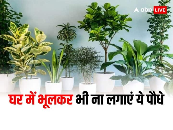 Vastu shastra tips remedies do not plant these trees in your house Vastu Tips: घर में गलती से भी नहीं लगाने चाहिए यह पौधे, रुक जाती है तरक्की, आती है कंगाली