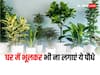 Vastu Tips: घर में गलती से भी नहीं लगाने चाहिए यह पौधे, रुक जाती है तरक्की, आती है कंगाली